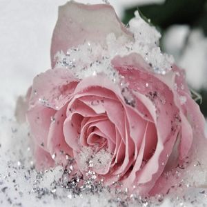 Meet your Posher, Rose